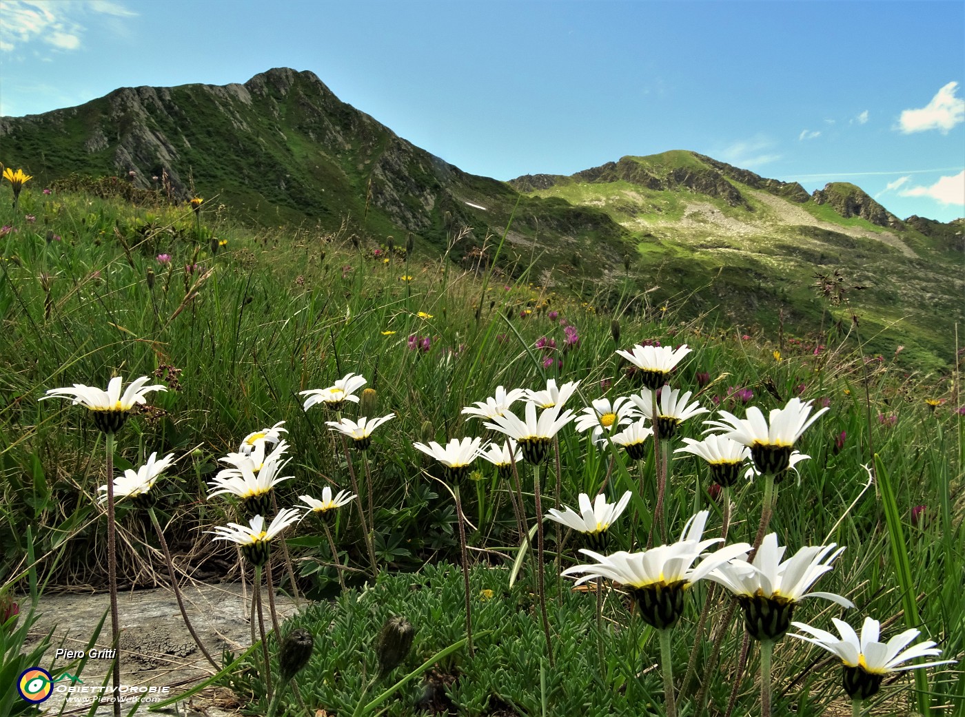 53 Bianche margherite con vista sul Pizzo Scala.JPG